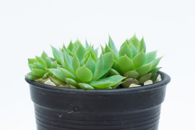 Crassulaceae siyah plastik kapta