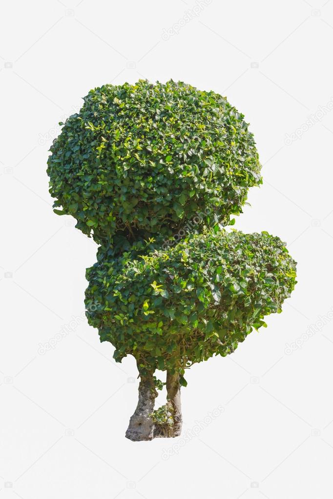 Fukien Tea bonsai isolated with clipping path