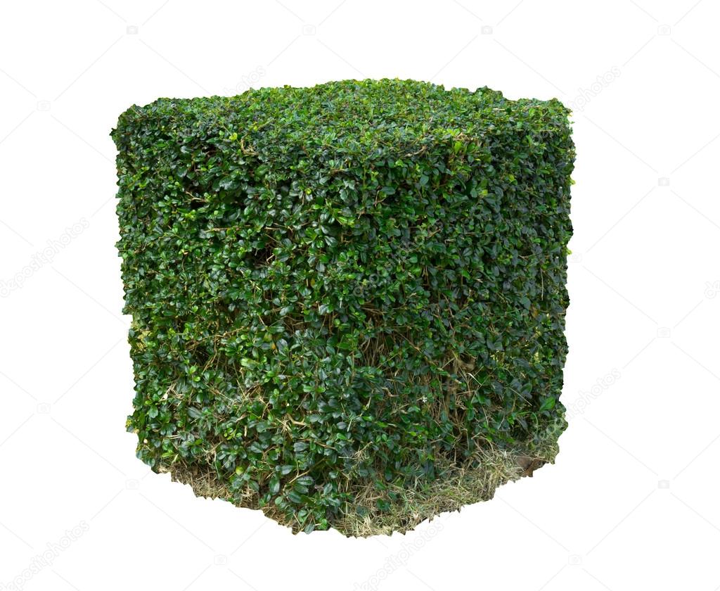 Box shape bush isolated with clipping path
