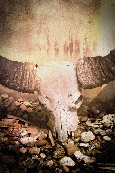 Crânio de búfalo estilo vintage imagem sépia cor — Fotografia de Stock