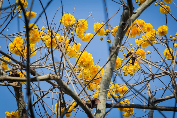 Sárga virág-fa a kék ég — Stock Fotó