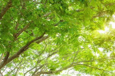 güneş ışığı ile yağmur ağaç arka plan