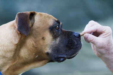 Karışık Pit Bull ırkı eğitiliyor