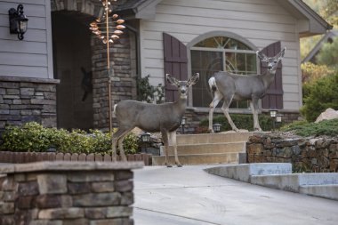 Sabahın erken saatlerinde Prescott Arizona 'da bir konutun önünde duran iki sevgili.