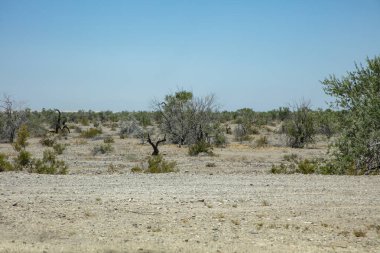 Arizona 'da bir çöl gezisinde çalılık ve ıssız manzaralar.