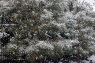 Prescott Arizona 'da bir kış günü Pondersa Pines' a yağan kar.