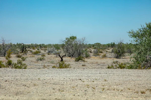 Arizona 'da bir çöl gezisinde çalılık ve ıssız manzaralar.