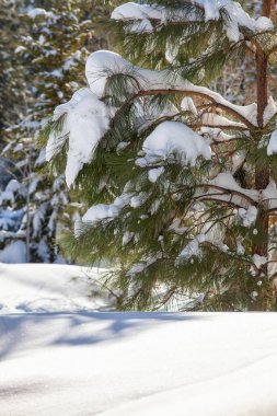 Prescott Arizona 'daki kış fırtınasından sonra çam ağacının dallarında parlayan kar.