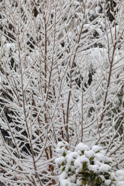 Prescott, Arizona 'daki kar fırtınası sırasında Aspen ve Pine ağaçlarının dallarını kaplayan kar yağışıweather forecast