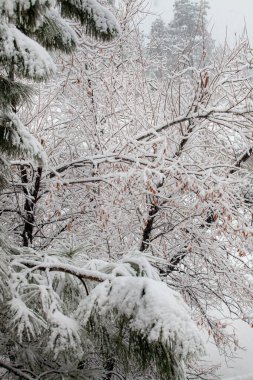 Prescott, Arizona 'daki kar fırtınası sırasında Aspen ve Pine ağaçlarının dallarını kaplayan kar yağışıweather forecast
