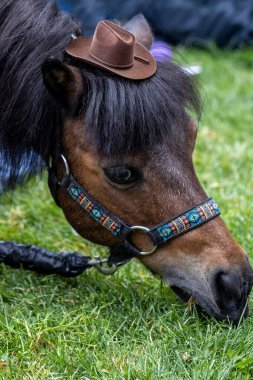 Parkta otlayan midilli. Kahverengi keçeli kovboy şapkası ve renkli bir yular.