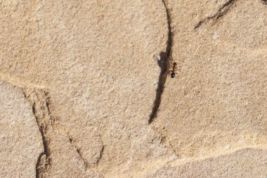 Arizona 'da bir yaz gününde taş zeminde yürüyen kırmızı ve siyah bir karınca.