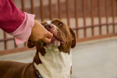 Kurtarma tesisinde oyun oynayan Pitbull köpeği...