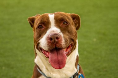 Kurtarma tesisinde oyun oynayan Pitbull köpeği...