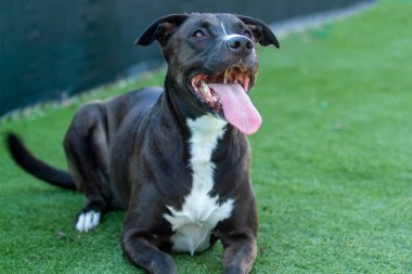 Kurtarma tesisinde oyun oynayan Pitbull köpeği...