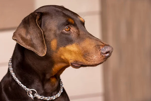 Portrait Red Doberman Pinscher Looking Out Patio Sunny Day — Stock Photo, Image