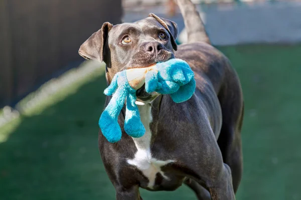 Giocoso Cane Pitbull Che Attraversa Tenuta Mentre Impianto Salvataggio — Foto Stock