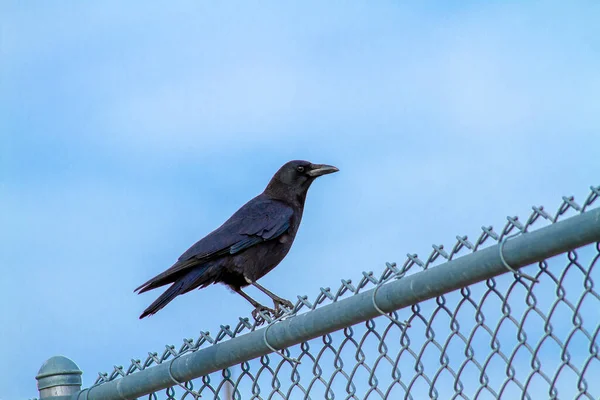 Pájaro Negro Encaramado Una Cerca Eslabón Cadena Con Cielo Fondo — Foto de Stock