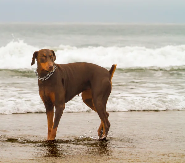 Απαλή Doberman — Φωτογραφία Αρχείου