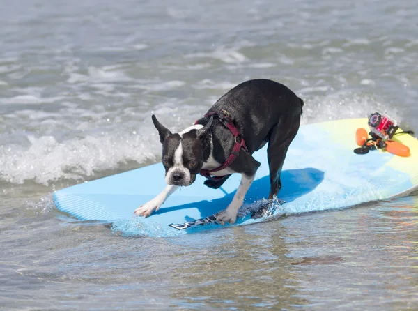 Surfing teriér — Stock fotografie