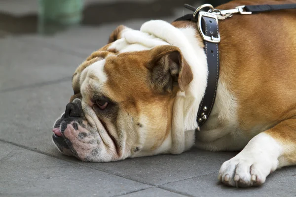 等待他的主人的斗牛犬 — 图库照片