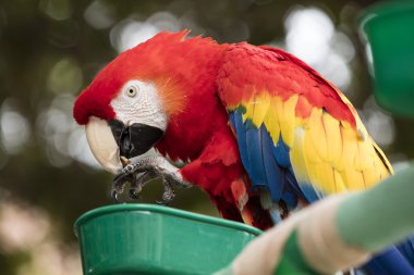 Yerel Plaza'da tünemiş scarlet Amerika papağanı