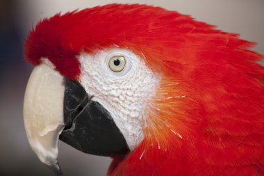 Yerel Plaza'da tünemiş scarlet Amerika papağanı