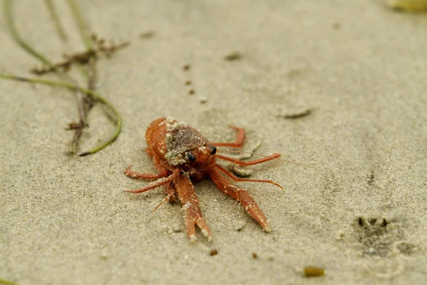 Červený tuňák krab na pláži — Stock fotografie