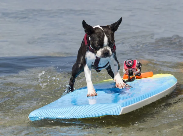 Boston Terriër surfen op de golven — Stockfoto