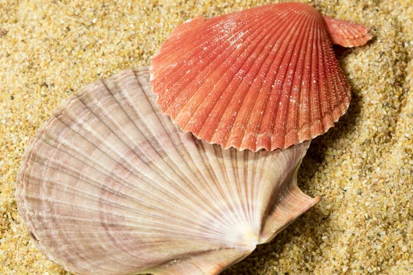 Seashells on Sand — Stock Photo, Image