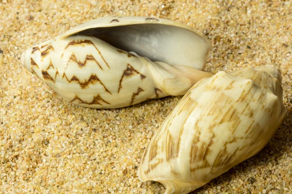 Muscheln auf Sand — Stockfoto