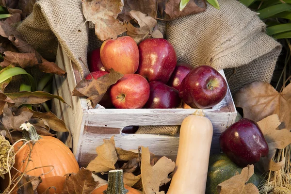 Behållare med äpplen och pumpor — Stockfoto