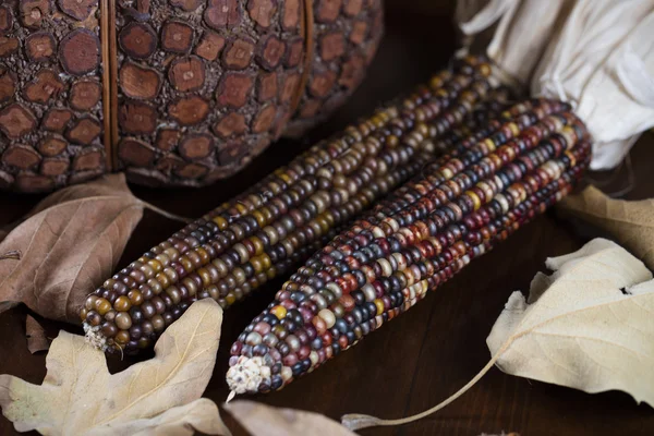 Pompoenen en maïs voor Thanksgiving Decor — Stockfoto