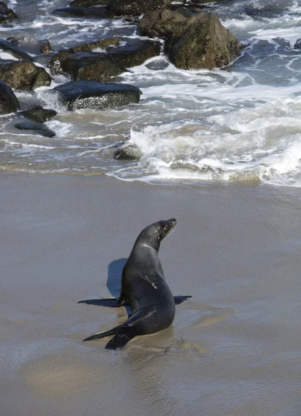 Lachtan na kalifornské pláži La Jolla — Stock fotografie