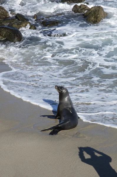 Lachtan na kalifornské pláži La Jolla — Stock fotografie