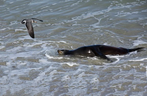 León marino en la playa de La Jolla California —  Fotos de Stock