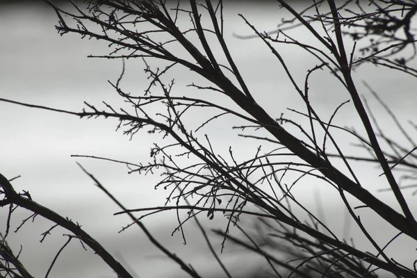 Branches et fond d'eau du soir — Photo