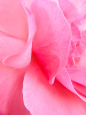 Bahçenin yapraklarında pembe bir makro gülün narin yaprakları