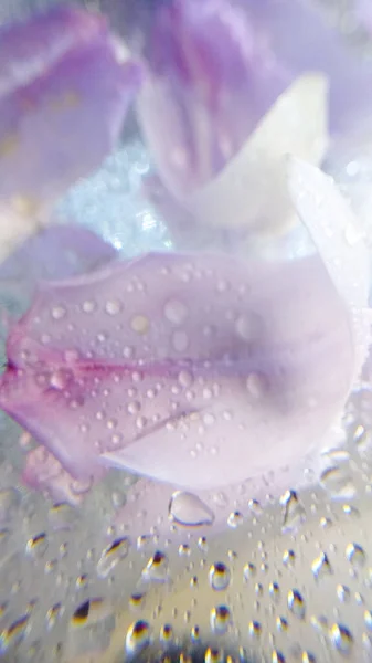 Petals of a lilac fading tulip in water drops — Stock Photo, Image