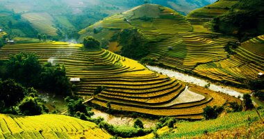 Mu Cang Chai, Yenbai, Vietnam pirinç tarlaları teraslı.