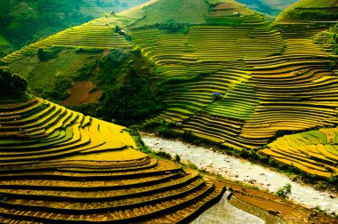Mu Cang Chai, Yenbai, Vietnam pirinç tarlaları teraslı.