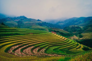 Mu Cang Chai, Yenbai, Vietnam pirinç tarlaları teraslı.
