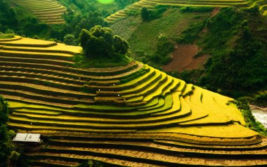 Mu Cang Chai, Yenbai, Vietnam pirinç tarlaları teraslı.