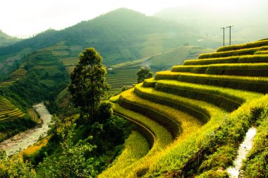 Mu Cang Chai, Yenbai, Vietnam pirinç tarlaları teraslı.