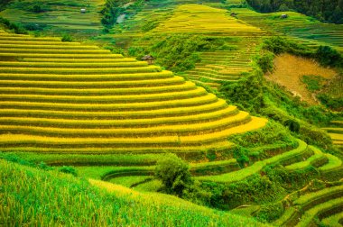 Mu Cang Chai, Yenbai, Vietnam pirinç tarlaları teraslı.