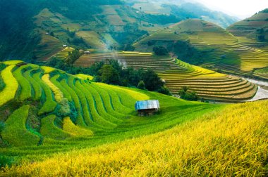 Mu Cang Chai, Yenbai, Vietnam pirinç tarlaları teraslı.