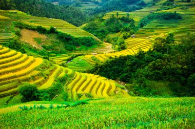 Mu Cang Chai, Yenbai, Vietnam pirinç tarlaları teraslı.