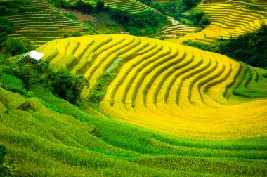 Mu Cang Chai, Yenbai, Vietnam pirinç tarlaları teraslı.
