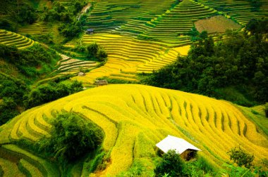 Mu Cang Chai, Yenbai, Vietnam pirinç tarlaları teraslı.