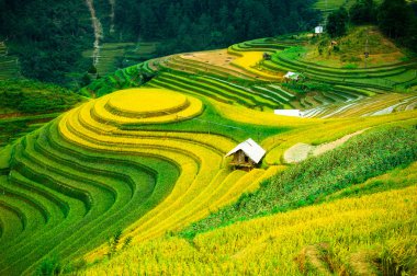Mu Cang Chai, Yenbai, Vietnam pirinç tarlaları teraslı.